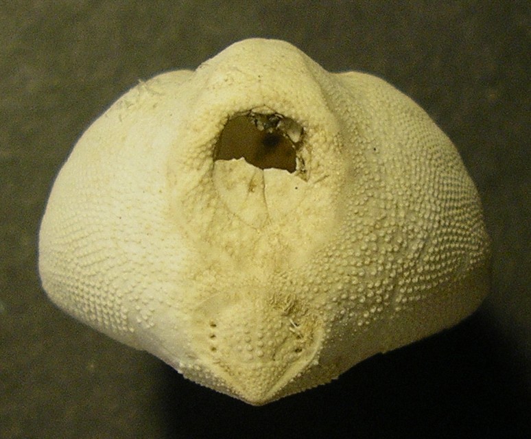 Echinocardium cordatum (Pennant, 1777) - teca